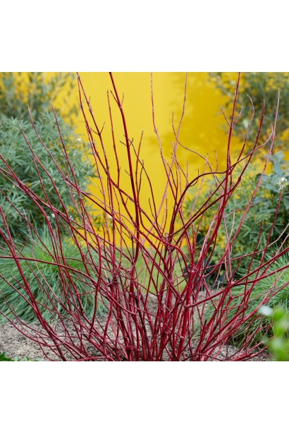 Дерен белый Миракл на фоне осеннего сада.